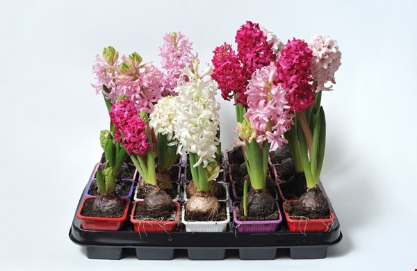 Favoriete bloembollen voor jouw tuin Favoriete bloembollen voor jouw tuin